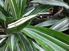 Dracaena