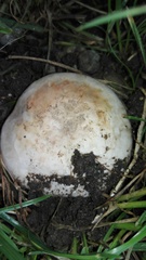Agaricus bitorquis