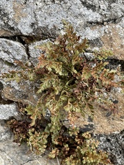 Asplenium ruta-muraria