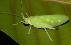 Chondroderella borneensis