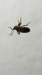 Arocatus melanocephalus