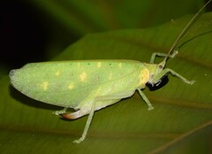 Chondroderella borneensis