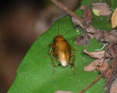 Pseudophyllodromiinae