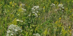 Eupatorium