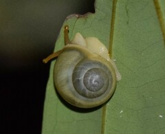 Amphidromus atricallosus