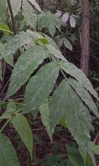 Sambucus sibirica