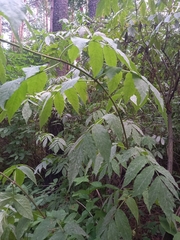 Sambucus sibirica