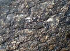 Archaeognatha