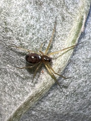 Lepthyphantes