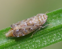 Jassargus