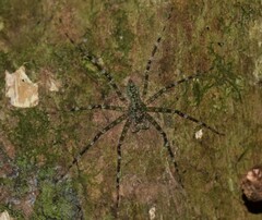 Pandercetes