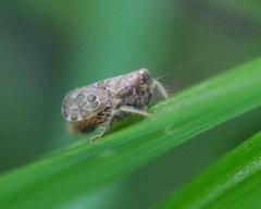 Jassargus