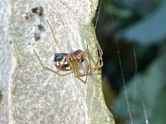 Lepthyphantes