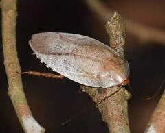 Pseudophoraspis nebulosa