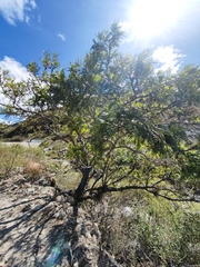 Pseudosmodingium andrieuxii