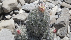 Coryphantha