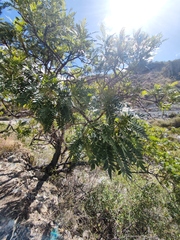 Pseudosmodingium andrieuxii