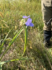 Tradescantia bracteata