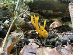 Calocera viscosa