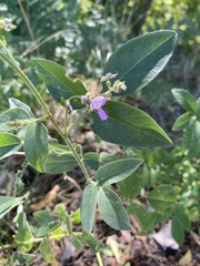 Desmodium canadense