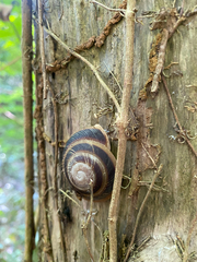 Caracolus marginella