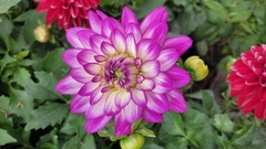 Dahlia pinnata