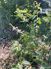 Desmodium canadense