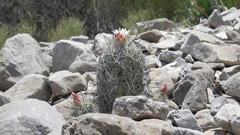 Coryphantha