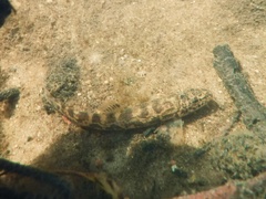 Barbatula barbatula