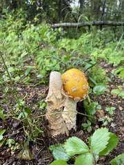 Amanita muscaria