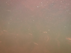 Leucaspius delineatus