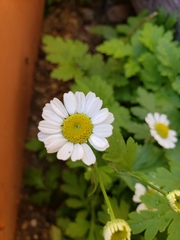 Tanacetum parthenium
