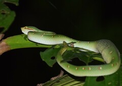 Tropidolaemus wagleri