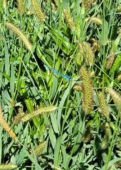 Enallagma annexum
