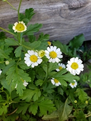 Tanacetum parthenium