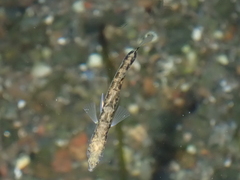 Gasterosteus aculeatus