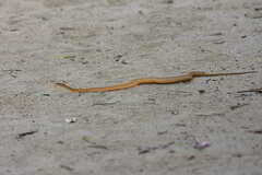 Dryophylax hypoconia