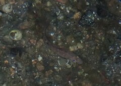 Gasterosteus aculeatus