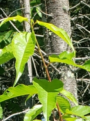 Prunus pensylvanica