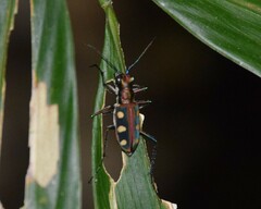 Cosmodela aurulenta