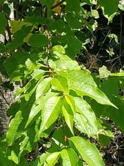 Prunus pensylvanica