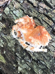 Laetiporus cincinnatus