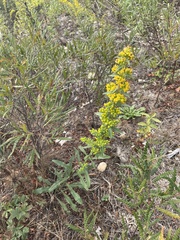 Solidago puberula
