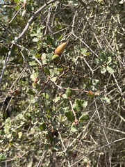 Quercus dumosa
