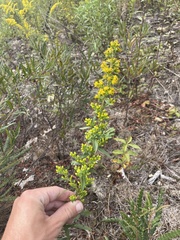 Solidago puberula