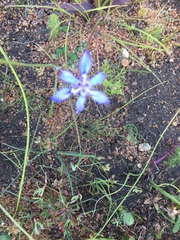 Moraea tripetala
