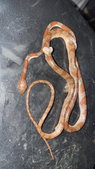 Imantodes gemmistratus