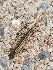 Scutigera coleoptrata
