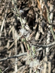 Stephanomeria diegensis