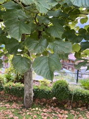 Tilia platyphyllos